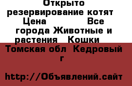 Открыто резервирование котят › Цена ­ 15 000 - Все города Животные и растения » Кошки   . Томская обл.,Кедровый г.